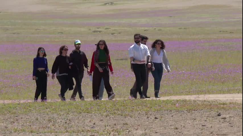 Desierto florido
