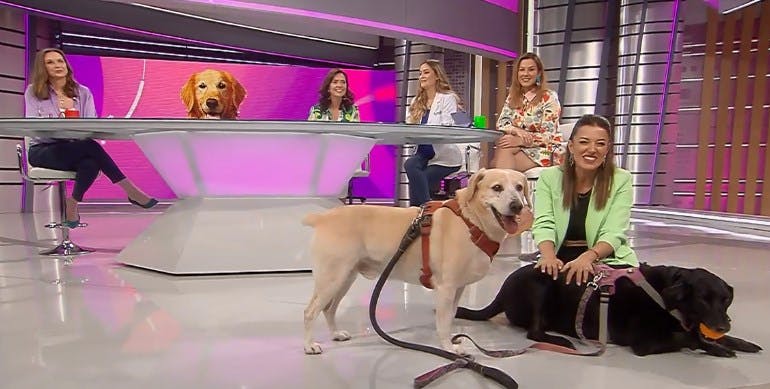 Los requisitos y cuidados para adoptar una mascota