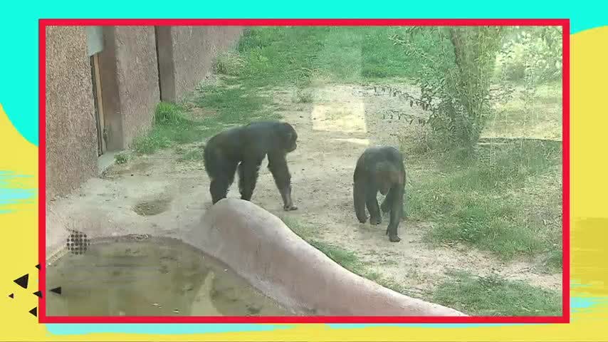 En ¿Qué Sucede? de NTV celebramos el "Día mundial de los Animales"