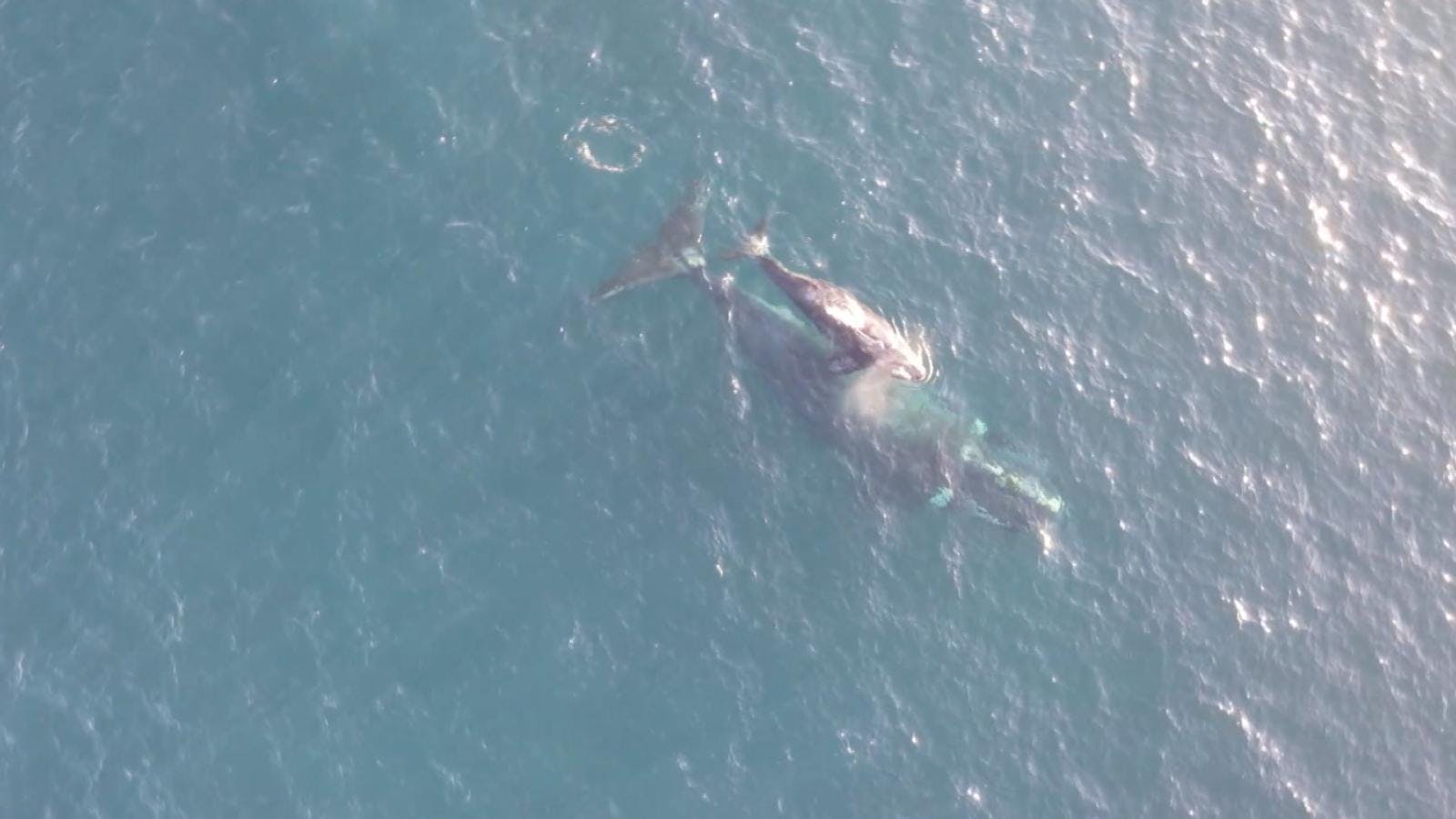 Firman acuerdo para protección de ballenas en Mejillones
