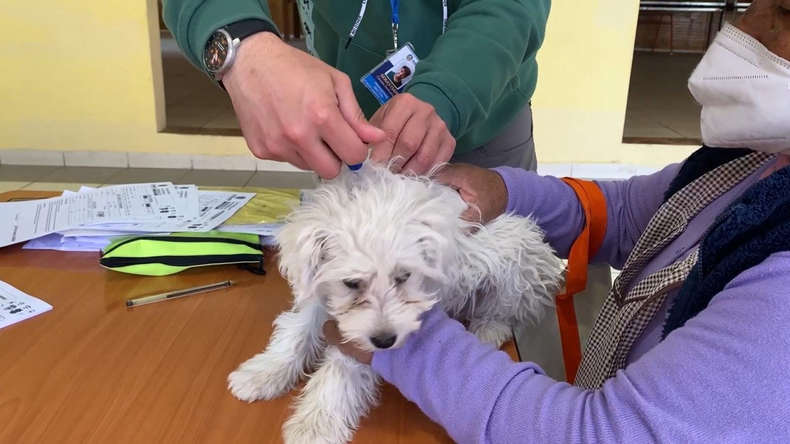 Realizan operativos para chipear mascotas en Antofagasta 