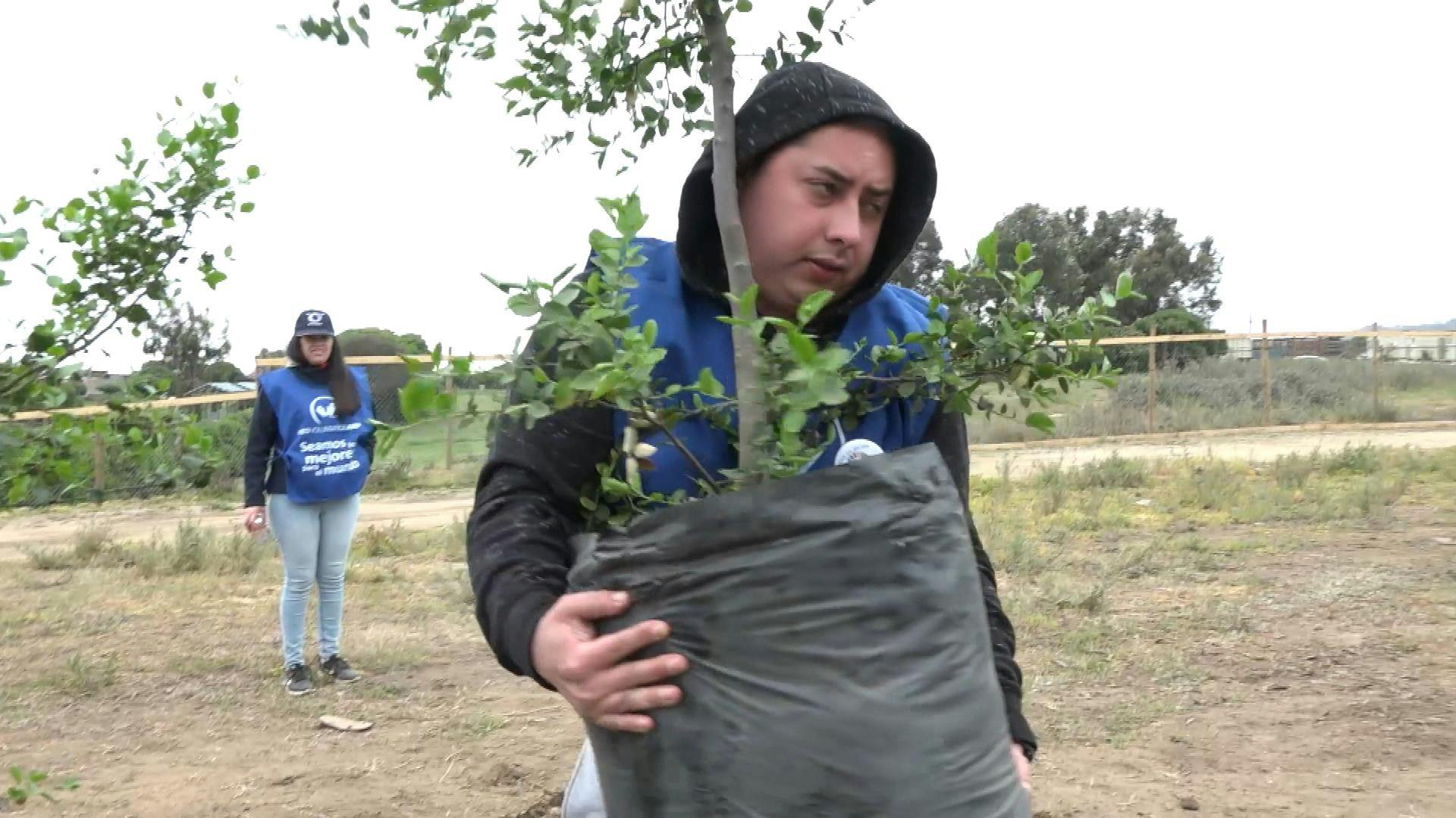 Plantan más de 300 árboles nativos en el Parque La Isla de Concón