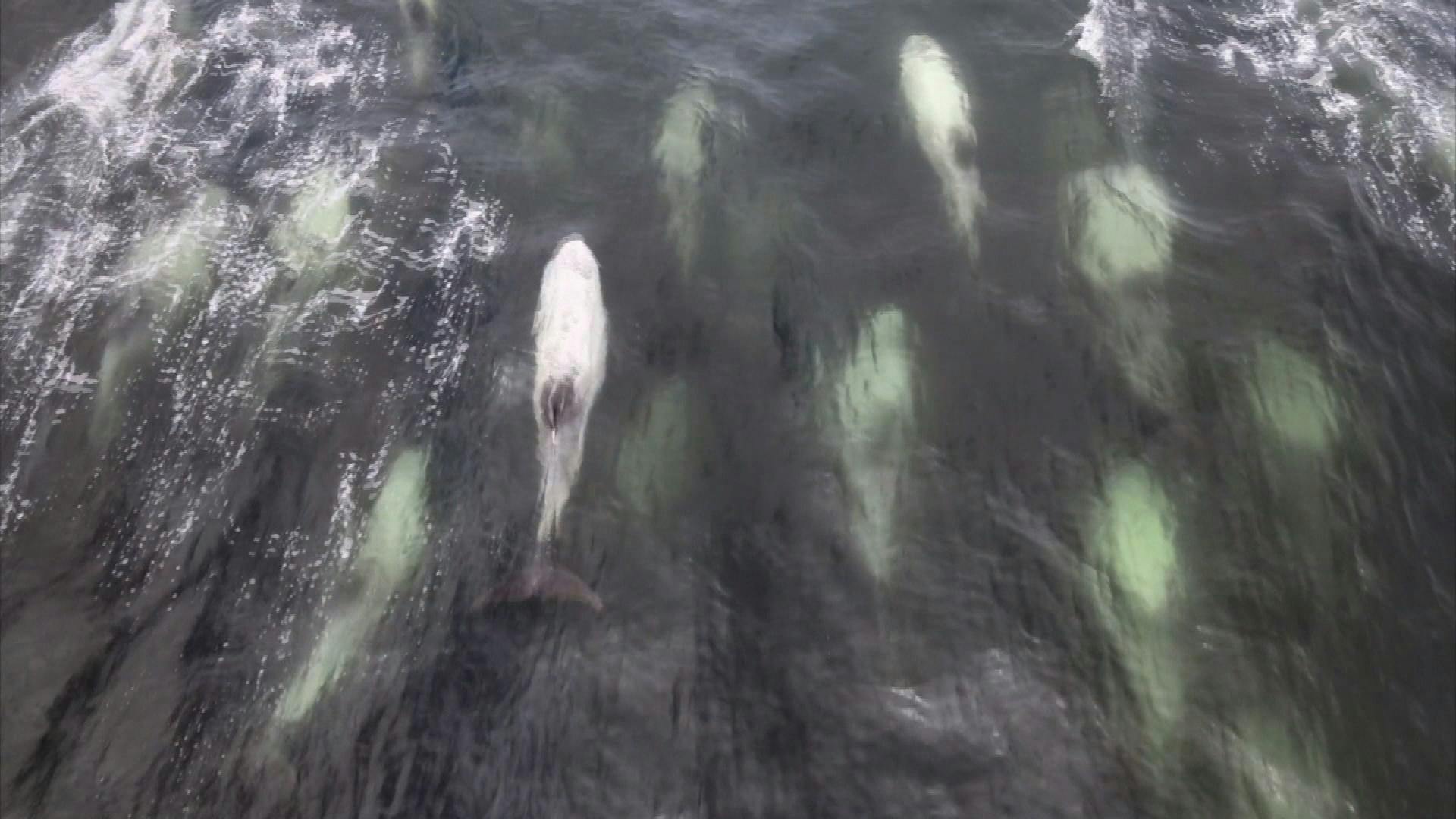Manadas de delfines y ballenas brindan un hermoso espectáculo en las costas de la región