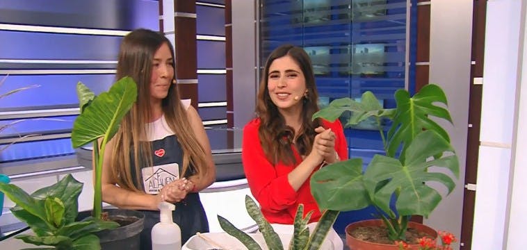 ¿Plantas de interior? Consejos para que siempre estén lindas en nuestras casas