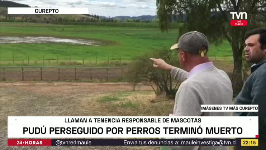 Pudú perseguido por perros terminó muerto