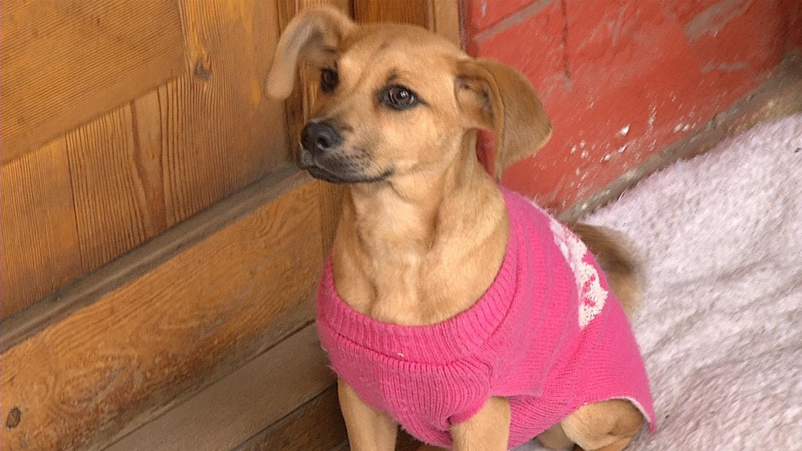Denuncian caso de maltrato animal en Antofagasta