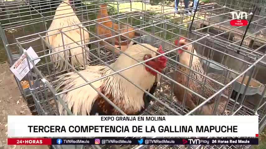 Tercera Expo Granja en Molina