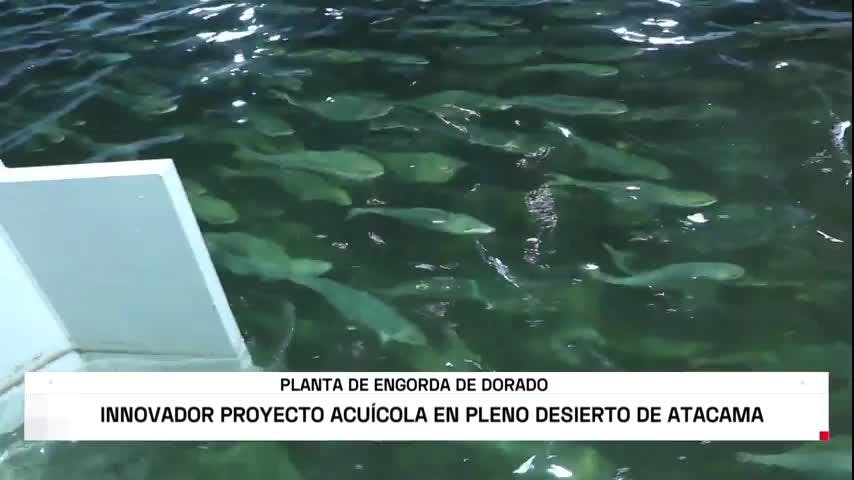 Acuicultura en el desierto