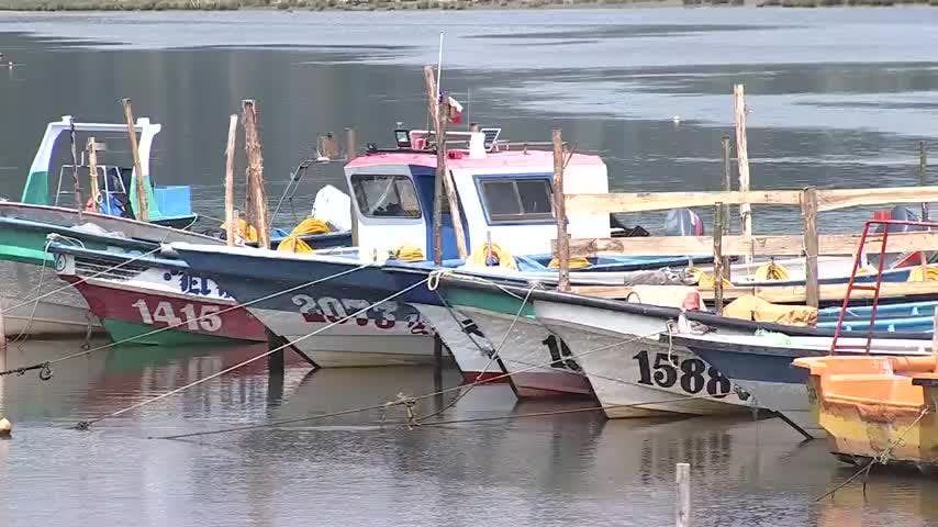 Detectan marea roja en mariscos de bahía de Coronel