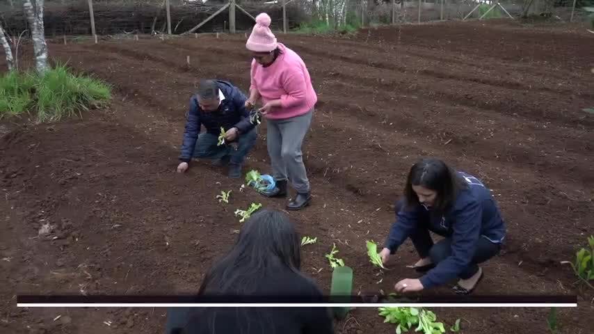 Regalan semillas al Museo Mapuche de Cañete