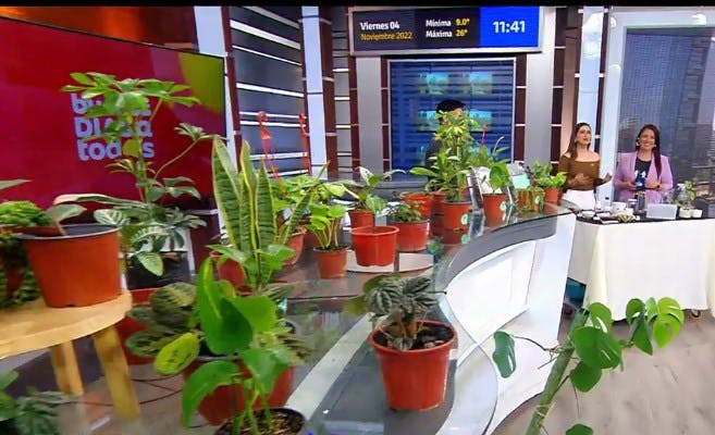 Aprenda formas de reproducir plantas y no fallar en el intento 