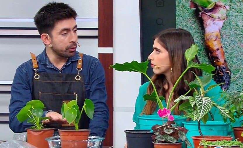 Aprenda a trasplantar y el correcto riego de plantas 