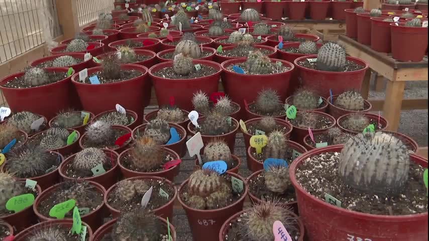 Continúa la recuperación de cactus