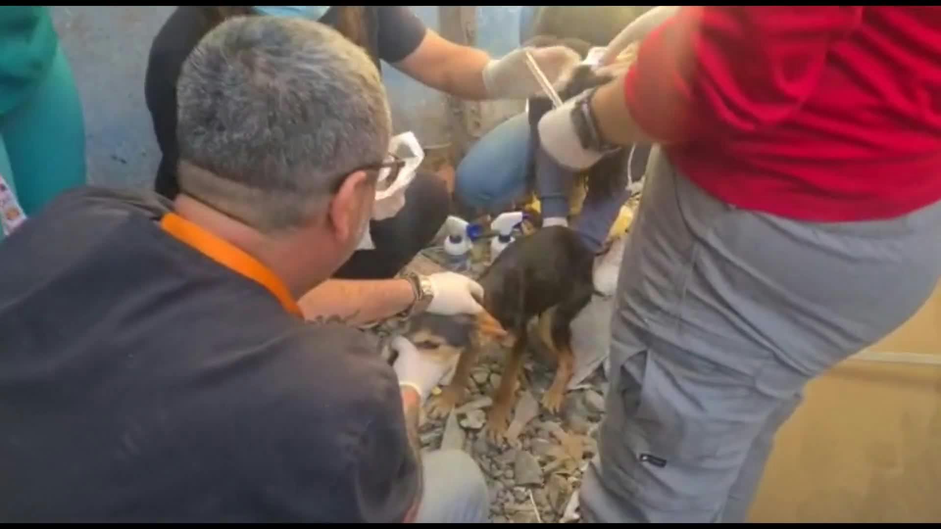 Perros abandonados