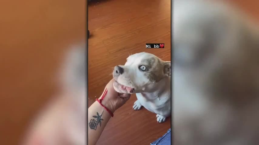 Delincuentes le robaron perrita a su dueña en Lota