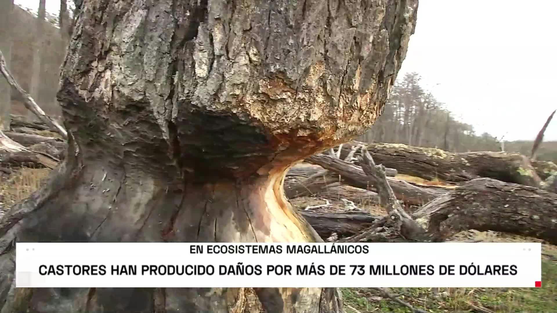 CASTORES HAN PRODUCIDO DAÑOS POR MÁS DE 73 MILLONES DE DÓLARES  