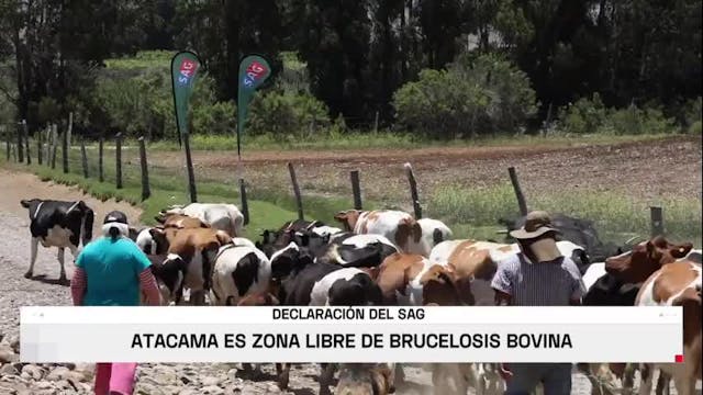 Libre de brucelosis