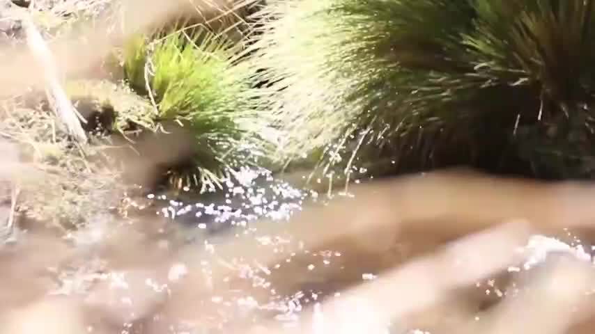 Una fallo favorable a Chile dio la Haya en torno al río Silala ubicado en la región de Antofagasta 