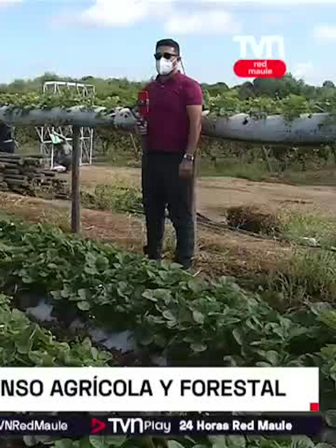 28% del censo agrícola y forestal no fue logrado en el Maule