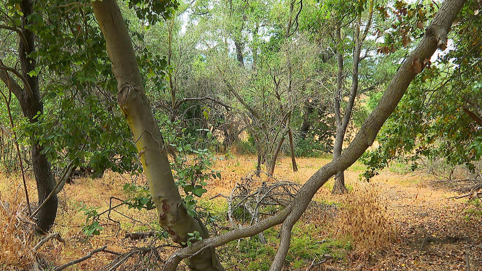 Bosque esclerófilo de Peñuelas es el pulmón verde porteño que Conaf llama a cuidar y preservar