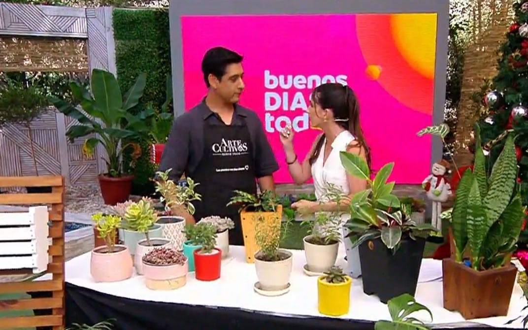 Aprende a elegir el mejor macetero para tus plantas
