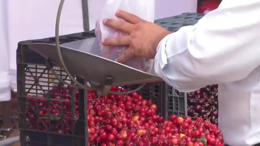 Fiesta de la Cereza en Quillón