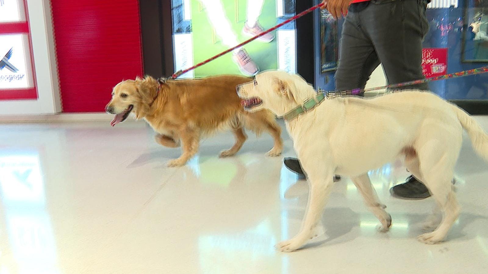 Comercio antofagastino suma más espacios amigables para mascotas 
