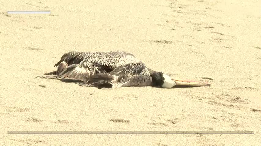Retiran más de 300 cuerpos de aves muertas desde playas de Mejillones