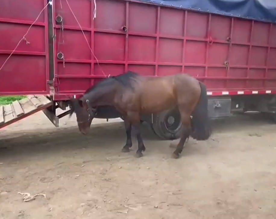 El escandaloso robo de caballos: de las pesebreras a la parrilla