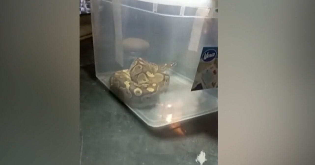 ¡Impactante! Encontró una pitón en su dormitorio