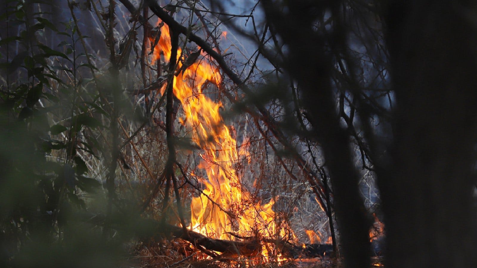 Conaf llama a la prevención de los incendios forestales: No son de carácter natural