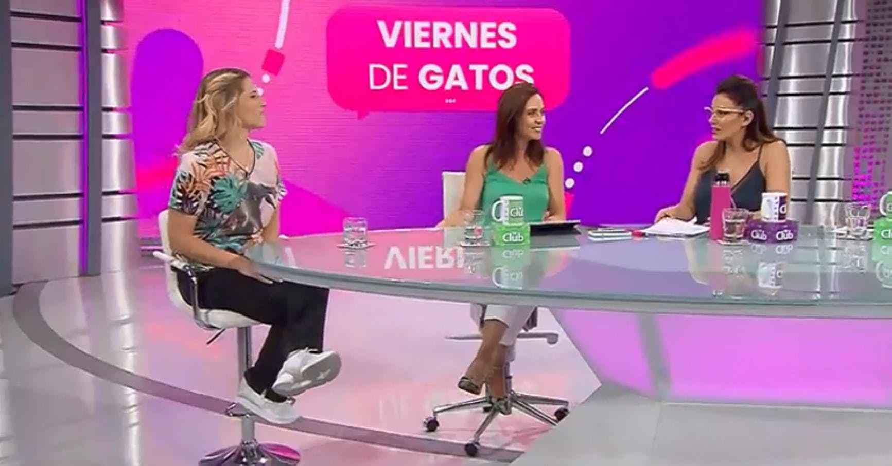 Viernes de gatos: Los cuidados y la crianza de los felinos en las casas 