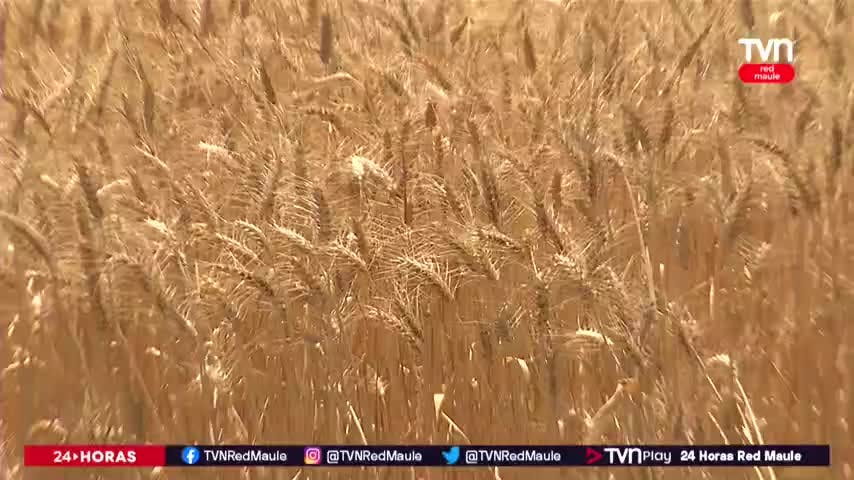 Nuevo proyecto INDAP para potenciar cultivo familiar