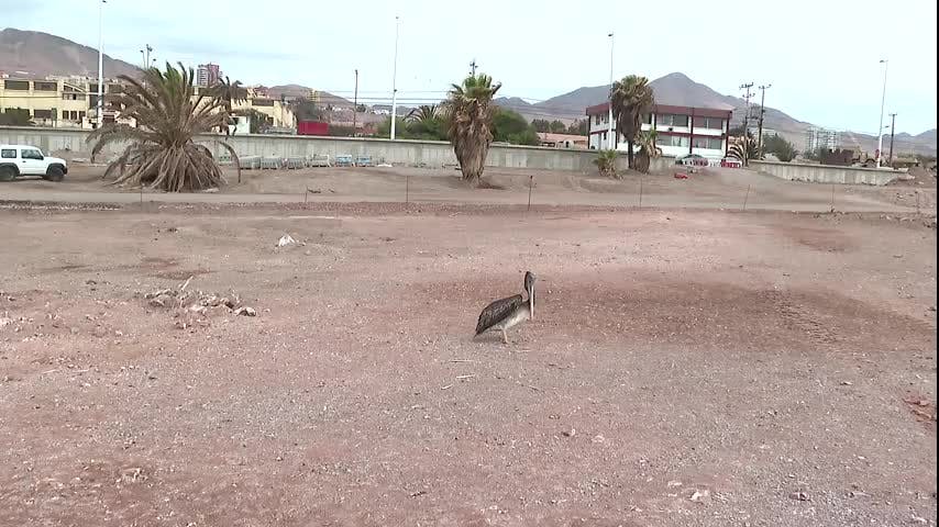 Aumentan denuncias de aves muertas o enfermas por gripe aviar