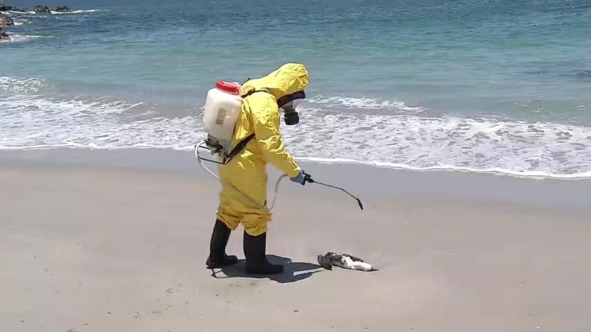 Continúa la mortandad de aves en la región