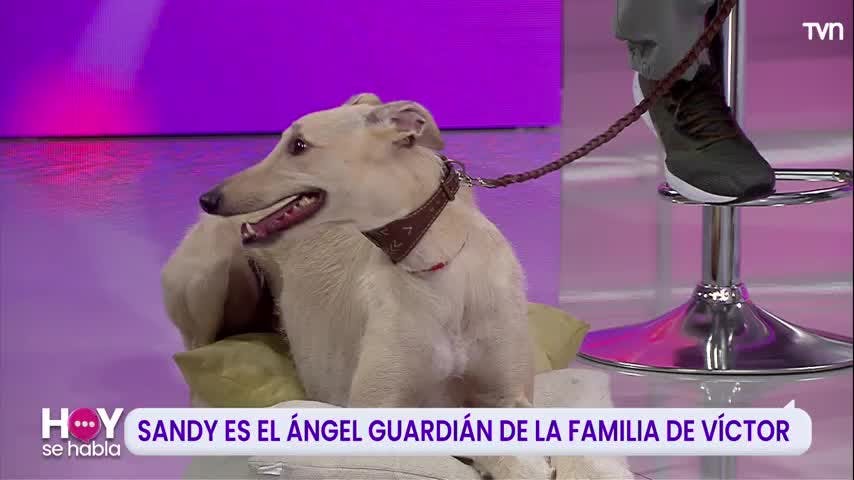 La emocionante historia de Víctor y Sandy, una perrita rescatada