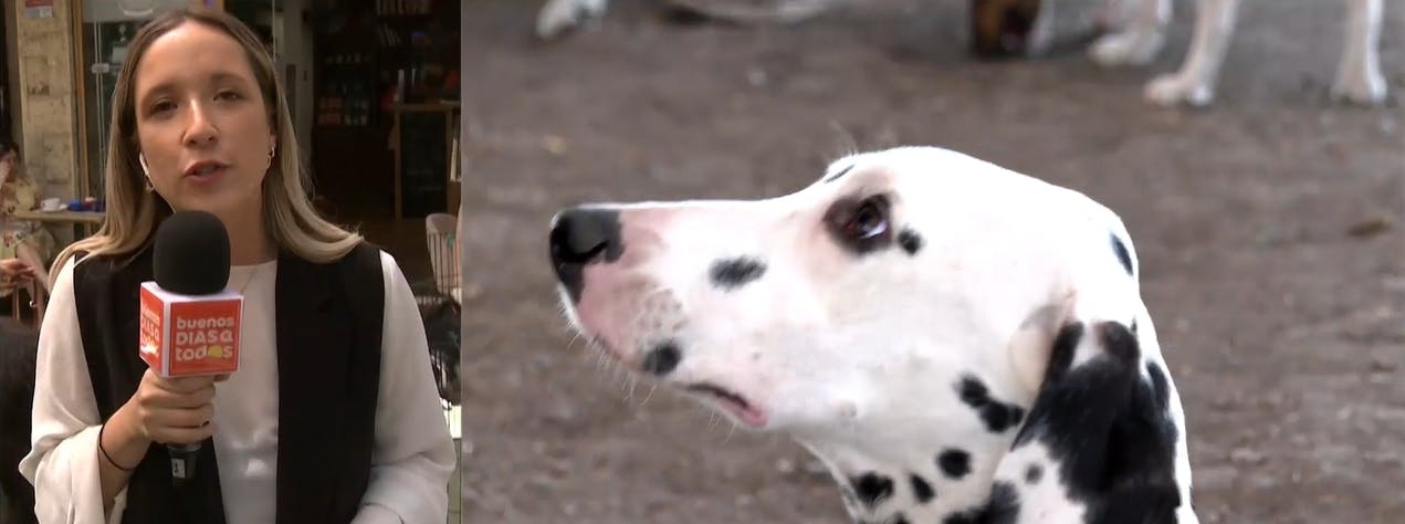 Dato peludo: qué hacer con nuestras mascotas en vacaciones