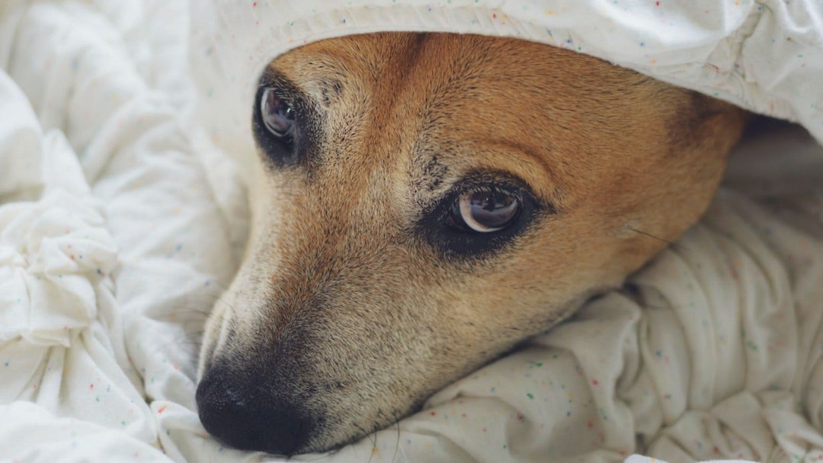 ¿Dónde encuentro ayuda para mis mascotas?