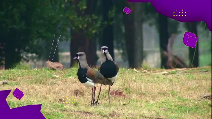 En NTV se viene el estreno de la segunda temporada de Animales Chilenos Superasombrosos