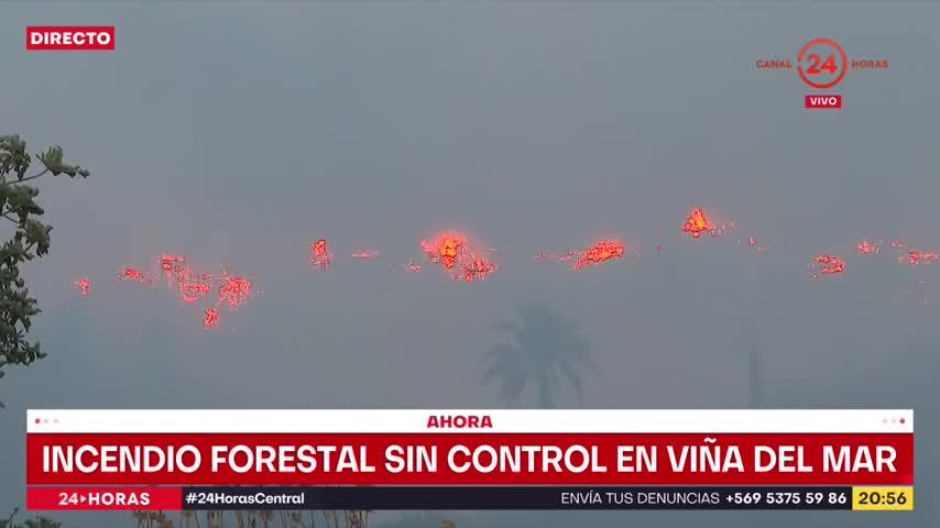 Incendio forestal en Viña del Mar: Onemi solicita evacuar sectores cercanos