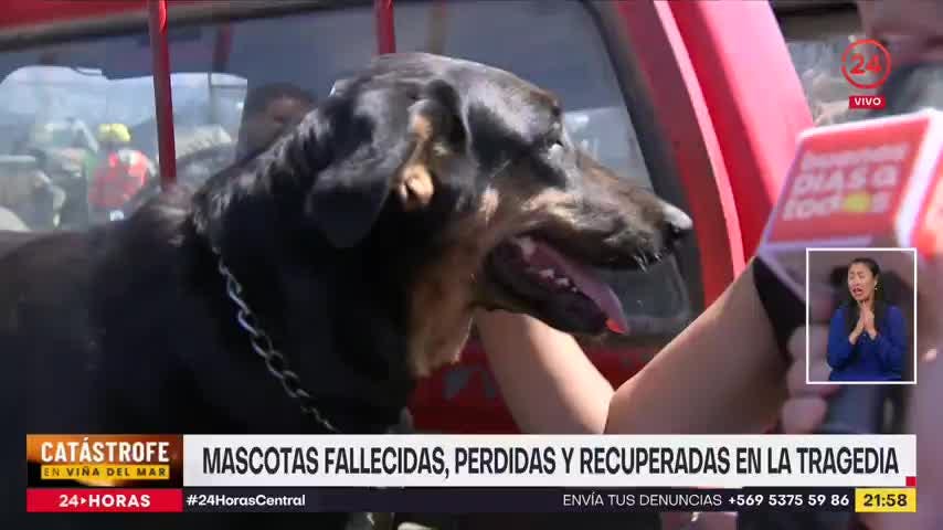 Mascotas fallecidas, perdidas y recuperadas en la tragedia