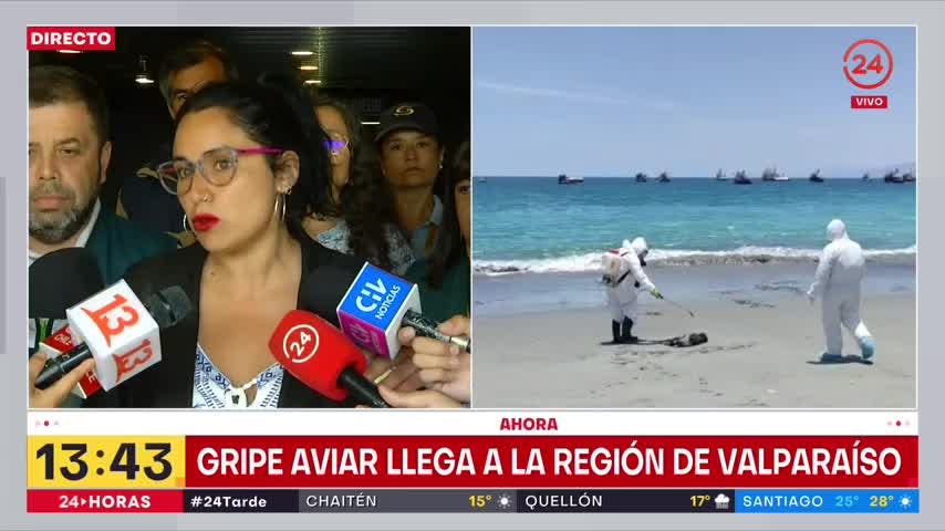Valparaíso: autoridades entregan medidas por presencia de gripe aviar