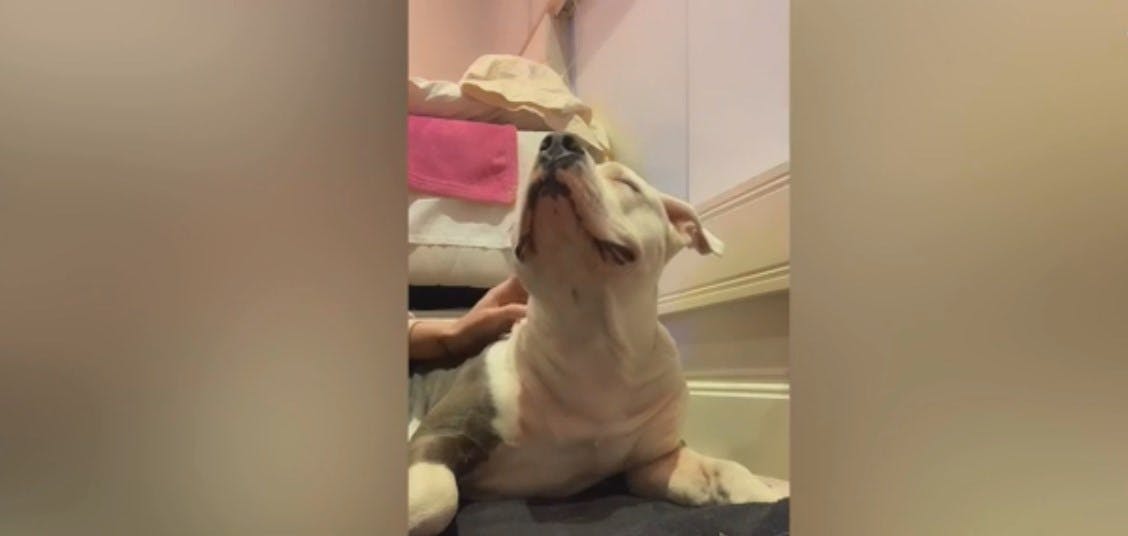 ¿Cómo reconocer la felicidad de los perros? 