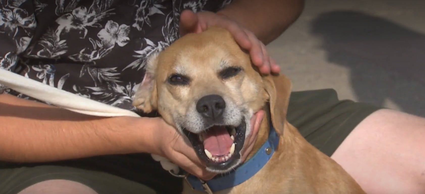 Los pasos y requisitos para adoptar una mascota 