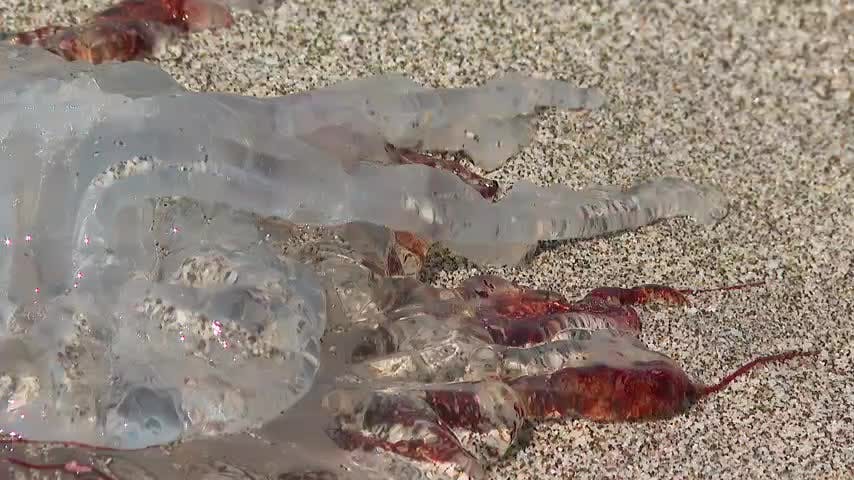 Bañistas alertan por aumento de presencia de medusas en playas de Antofagasta