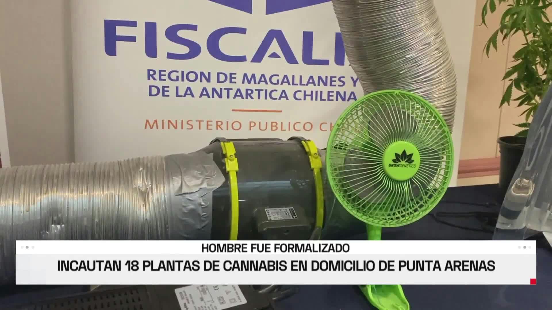 INCAUTAN 18 PLANTAS DE CANNABIS EN DOMICILIO DE PUNTA ARENAS