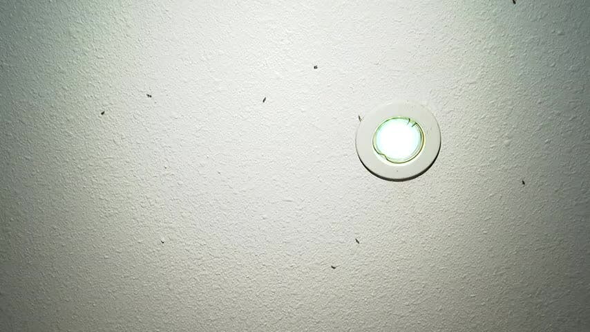 Vecinos denuncian plaga de zancudos en barrio residencial