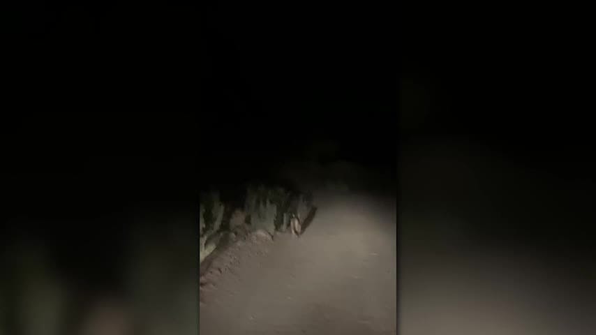 Alertan avistamiento de un puma en san Pedro de Atacama