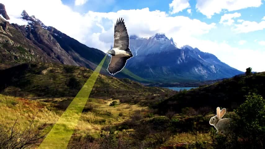 El Águila | Animales chilenos superasombrosos - T2E4