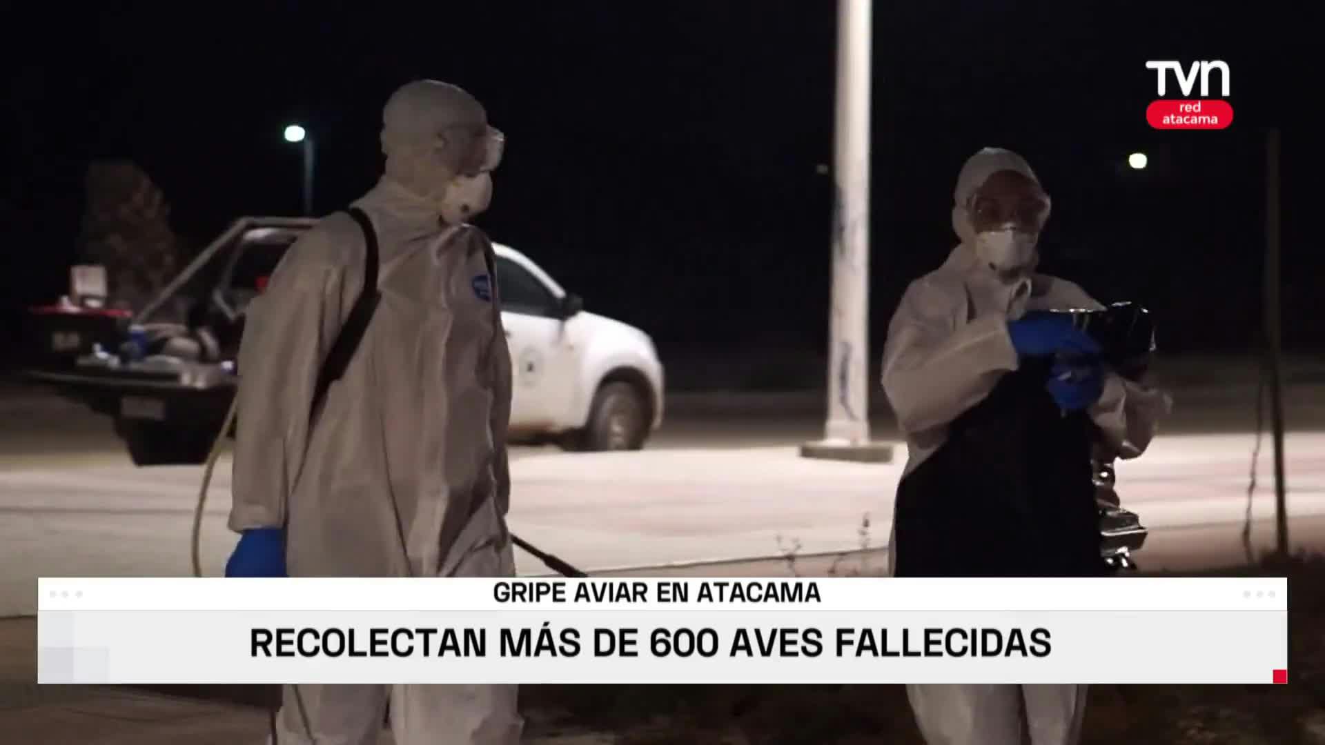 Más de 600 aves fallecidas